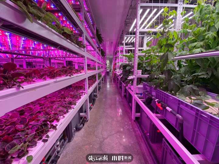 “航天蔬菜”杭州有同款，人造陽光和空氣，全程不用農藥，帶你走進神奇植物工廠